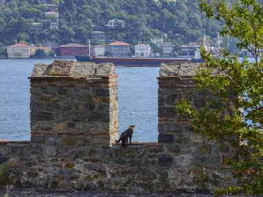 İstanbul 'daki Rumeli Hisar kalesinin duvarından aşağıya bakan kedi.