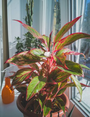 Aglaonema Girit Çiçekleri, bir saksının içindeki süs bitkisi. Hobi olarak çiçekçilik.