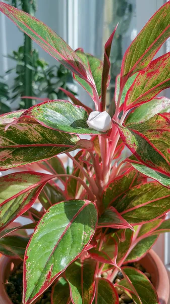 Aglaonema Crete Blossoms Ornamental House Plant Pot Floriculture Hobby — Stock Photo, Image