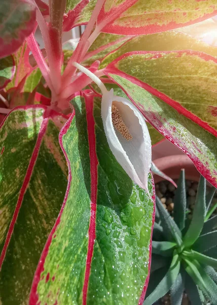 Flower Imitating Female Sex Aglaonema Blossoms Looking Female Vagina Vulva — Stockfoto