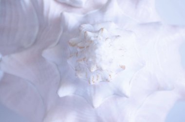 Büyük bir deniz kabuğunun kıvrımları.