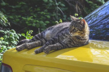 Çizgili kedi sarı arabanın kaputunda yatıyor.
