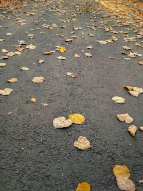 Gri asfalta düşmüş sarı yapraklar. Sonbahar dokusu