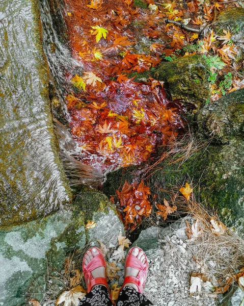 Γυναικεία πόδια σε κόκκινα σανδάλια κοντά σε ένα ρυάκι με πεσμένο φωτεινό φθινοπωρινό φύλλωμα — Φωτογραφία Αρχείου