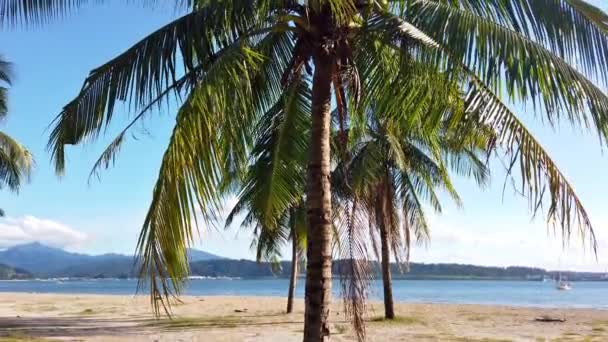 Palmy Morze Widok Promenadę Subic Bay Zambales North Luzon Filipiny — Wideo stockowe