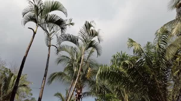 Palm Tree Cer Albastru Situat Plajă Din Filipine Zambales North — Videoclip de stoc