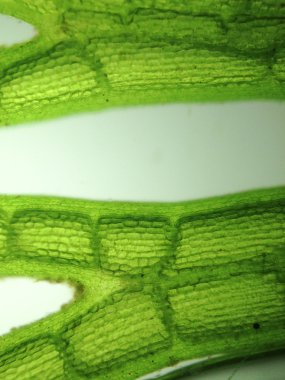 Yakınlaştırma mikroorganizma yosun