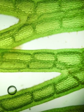 Yakınlaştırma mikroorganizma yosun