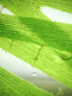 Yakınlaştırma mikroorganizma yosun