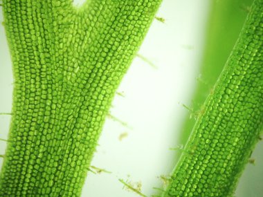 Yakınlaştırma mikroorganizma yosun