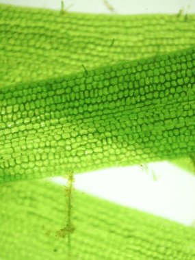 Yakınlaştırma mikroorganizma yosun