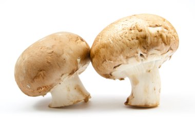 izole taze petrol kahverengi sürüm 