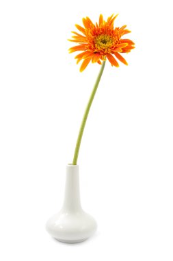 Tek gerbera çiçek sarı izole vazo