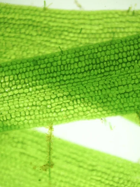 Yakınlaştırma mikroorganizma yosun