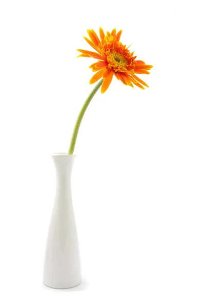 Flor de gerberas única amarilla en jarrón aislado — Foto de Stock