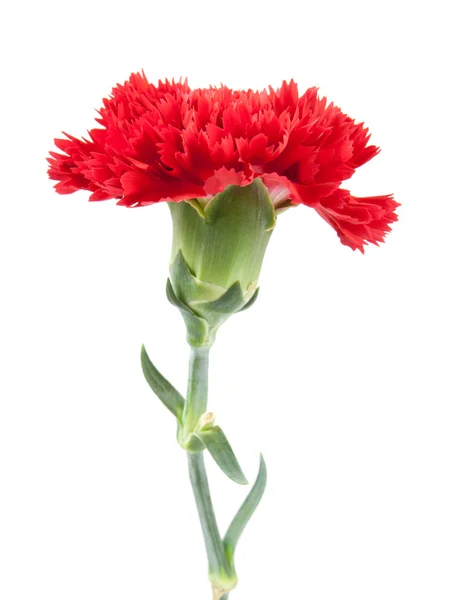 No topo cravos vermelhos flor isolada — Fotografia de Stock
