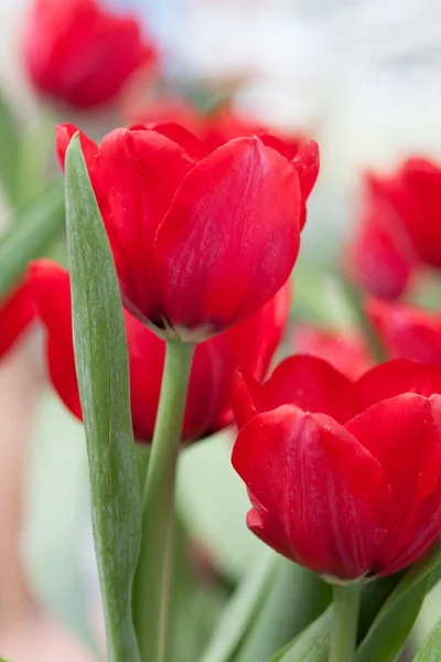 Orange tulip on a background of flower — Stock Photo, Image