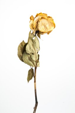 kurutulmuş gül izole 