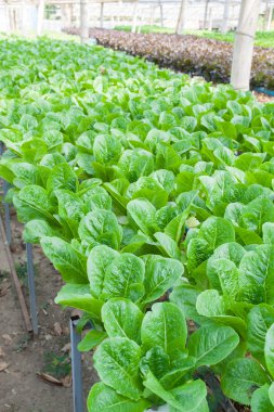 hydroponic sebze bir bahçe dikti