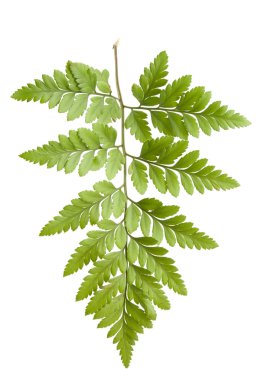 Eğreltiotu beyaz arkaplanda izole