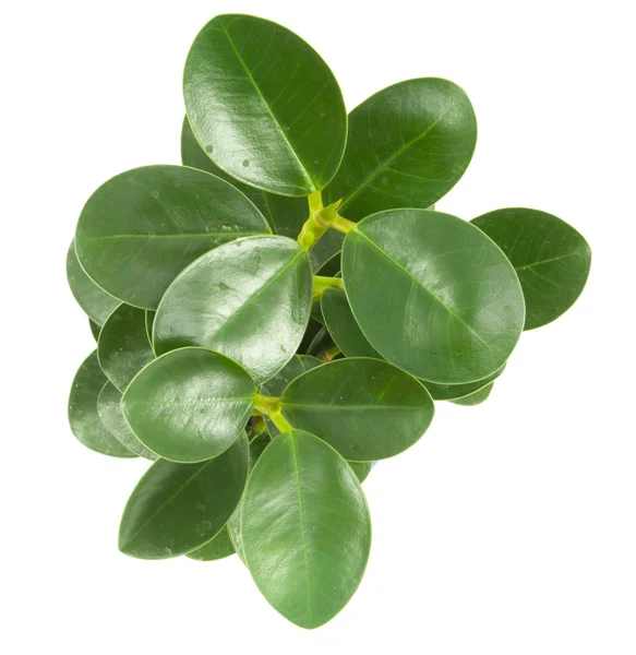 Top leaves on a white background — Stock Photo, Image