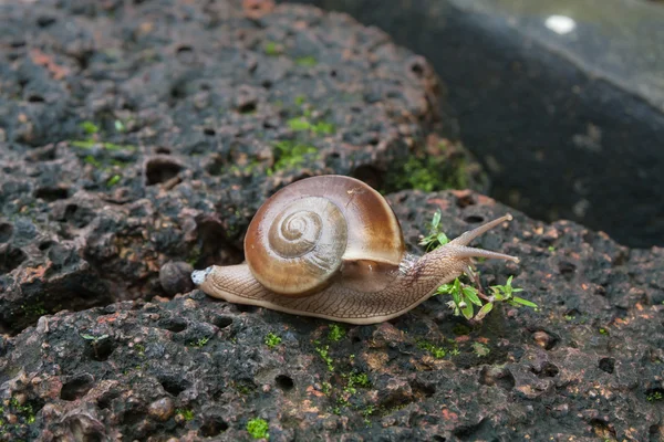 Närbild på snigel på moss matta — Stockfoto