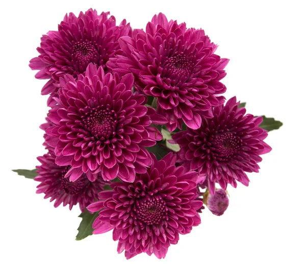 Purple flower isolated — Stock Photo, Image