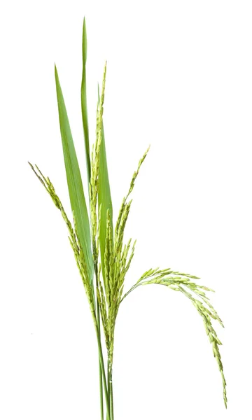Πράσινο στιλέτο ρύζι απομονωμένη — Φωτογραφία Αρχείου
