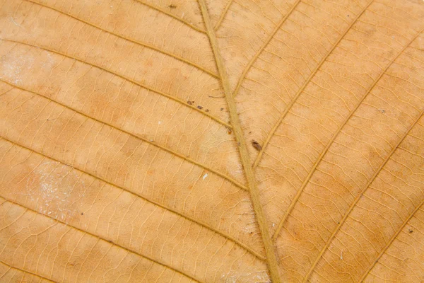 Dry leaf texture — Stock Photo, Image