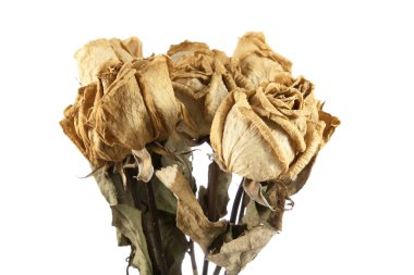 kurutulmuş gül izole 