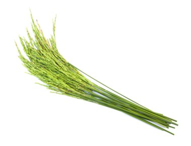 Yeşil Beyaz kazığa