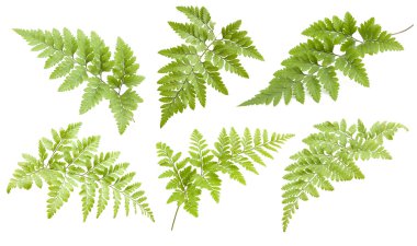 Spagetti domates fesleğen İtalyan otlar ile arka çanak üzerinde