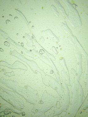 bitki hücreleri gösterilen yaprak yüzeyi mikroskobik görünümü