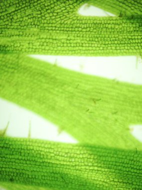 Yakınlaştırma mikroorganizma yosun