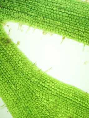 Yakınlaştırma mikroorganizma yosun