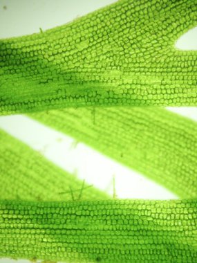 Yakınlaştırma mikroorganizma yosun