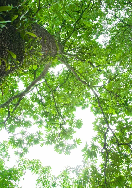 Wald Bäume Natur grünes Holz — Stockfoto