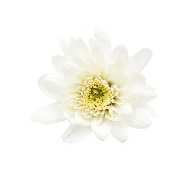 Elszigetelt fehér virág — Stock Fotó