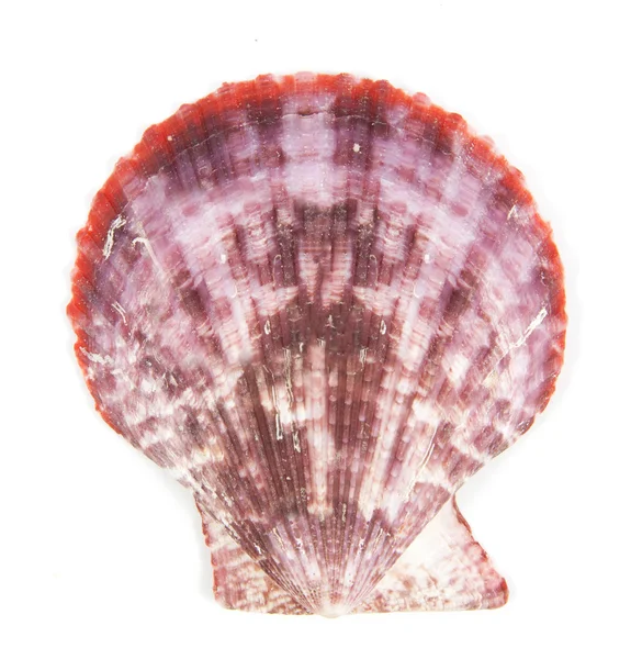 Shell ver pectinidae no fundo branco — Fotografia de Stock