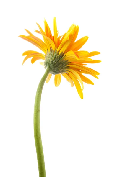 Volta única flor de gerbera amarelo isolado — Fotografia de Stock