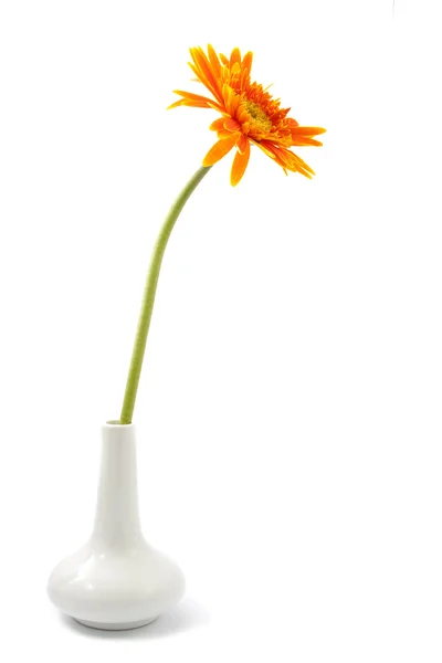 Один цветок гербера желтый на вазе изолированы — стоковое фото
