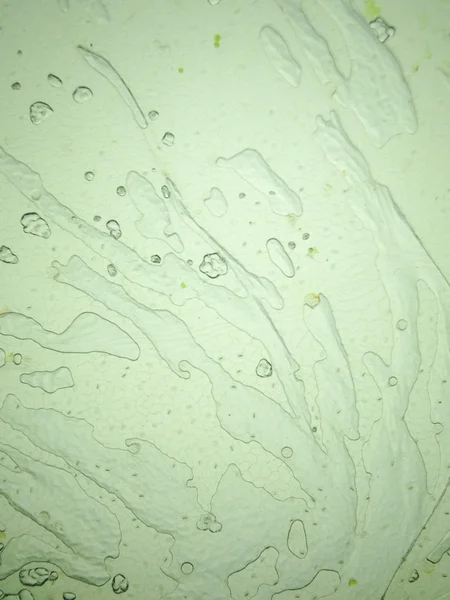 A microscopic view of the leaf surface showing plant cells — Stock Image A microscopic view of the leaf surface showing plant cells Stock Picture