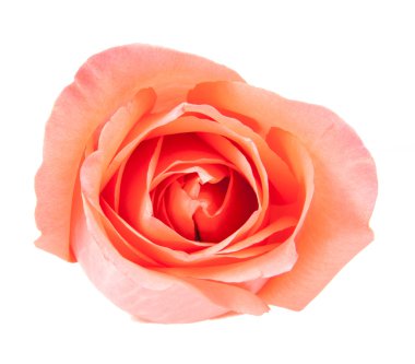 üstünde pembe Gül 