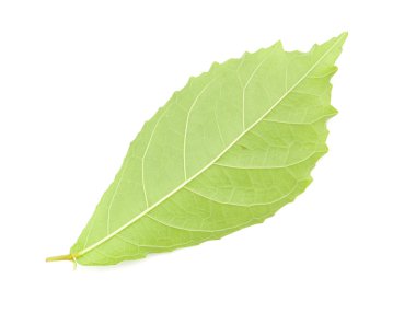 izole Koi yaprakları geri