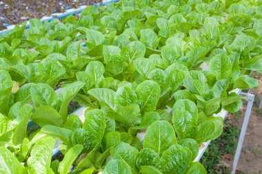 hydroponic sebze bir bahçe dikti