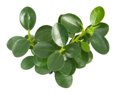 Beyaz bir arka plan üzerinde üst yapraklar