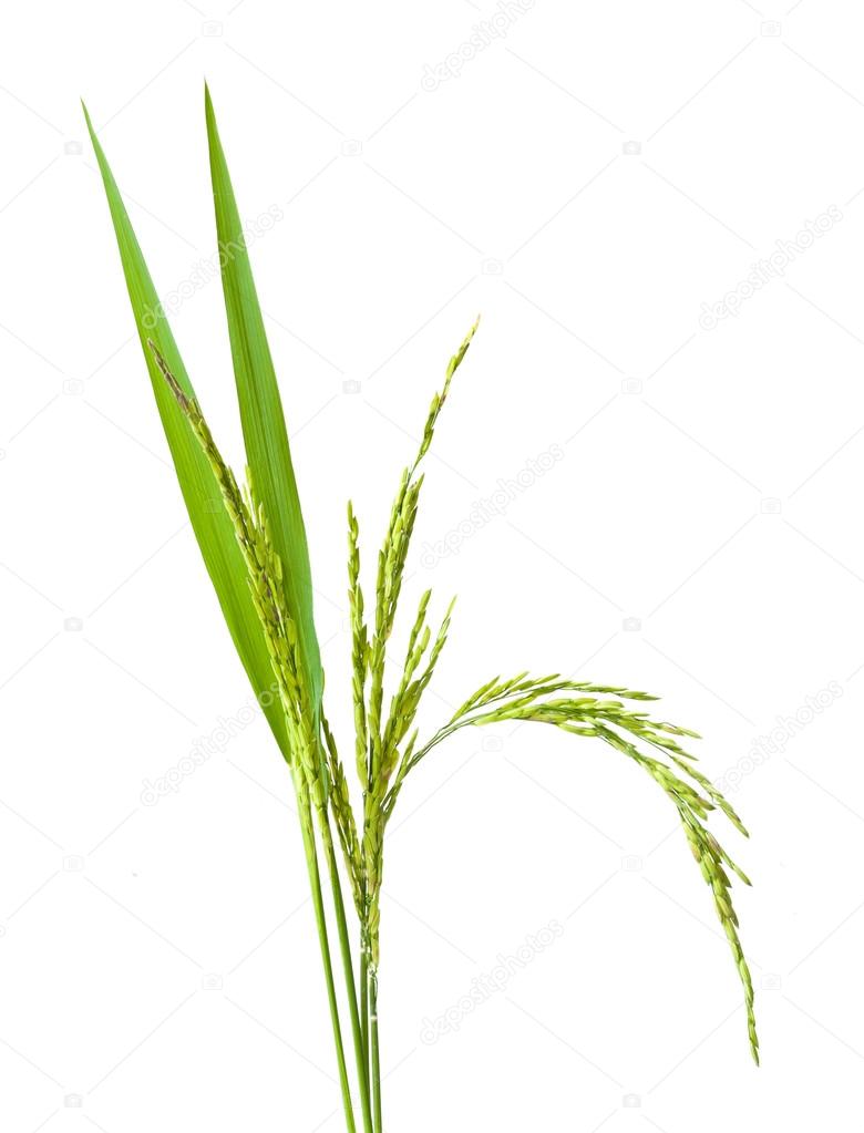 green spike  rice Isolated