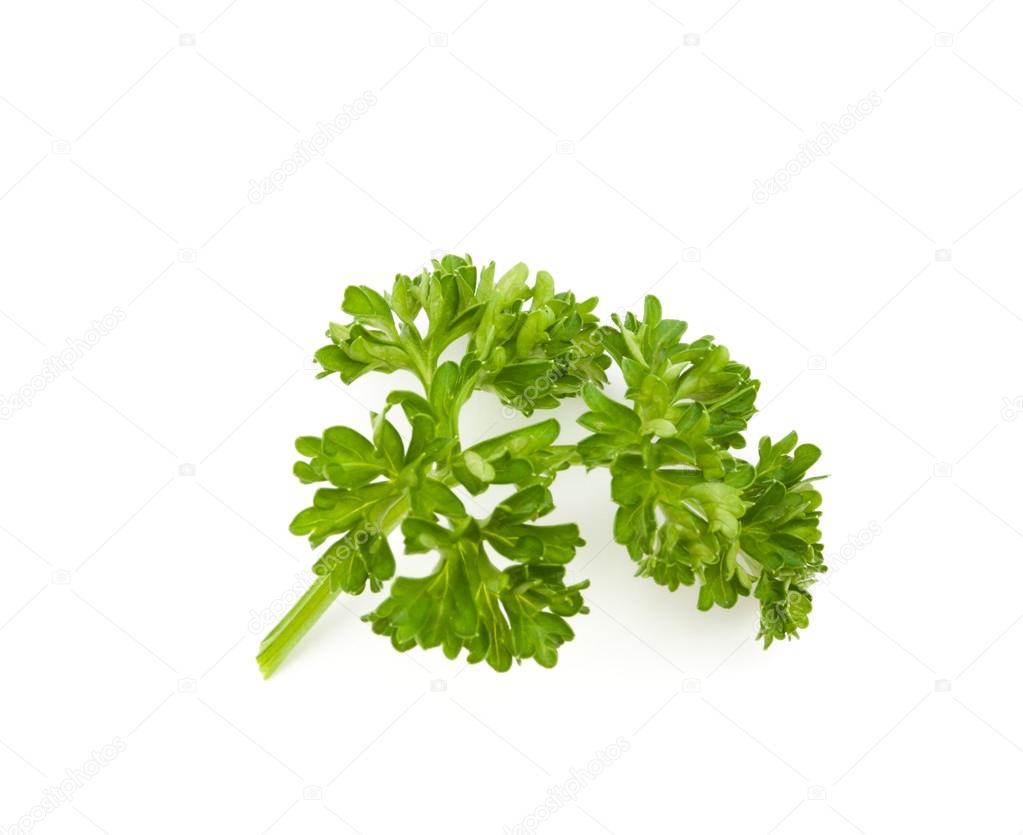 fresh green parsley isolate