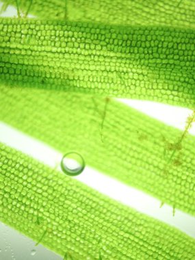 Yakınlaştırma mikroorganizma yosun