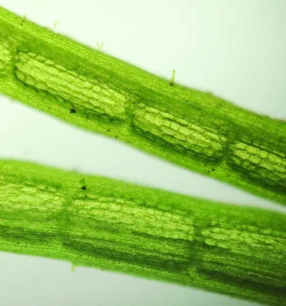 Yakınlaştırma mikroorganizma yosun